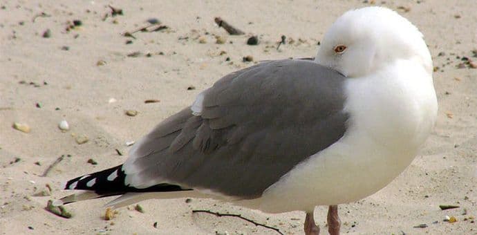 Uskladiti lovne sezone sa propisima Evropske Unije Uskladiti lovne sezone sa propisima Evropske Unije