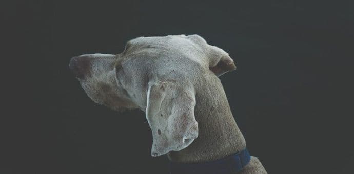 Izračunajte IQ vašem psu Izračunajte IQ vašem psu