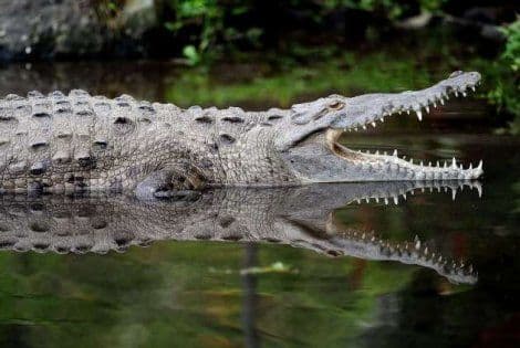 Indonezija planira zatvore za narko dilere koje će čuvati krokodili Indonezija planira zatvore za narko dilere koje će čuvati krokodili