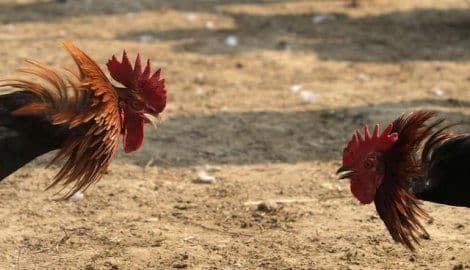 Pucnjava tokom borbe pijetlova u Meksiku: Deset mrtvih, sedam ranjenih Pucnjava tokom borbe pijetlova u Meksiku: Deset mrtvih, sedam ranjenih