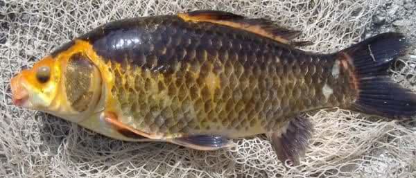 Na Skadarskom jezeru zaplijenjeno 350 kilograma ribe Na Skadarskom jezeru zaplijenjeno 350 kilograma ribe