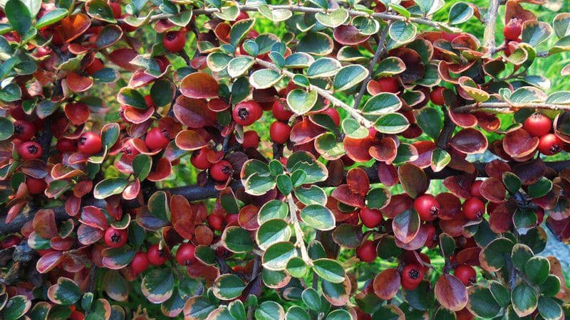 Mijat Lakićević: Vučićevo spašavanje Tanjuga Mijat Lakićević: Vučićevo spašavanje Tanjuga