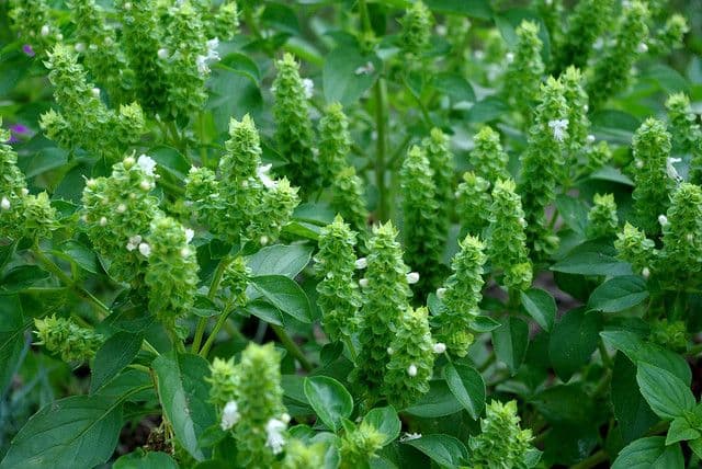 Bosiljak je prirodni antibiotik i jača imunitet Bosiljak je prirodni antibiotik i jača imunitet