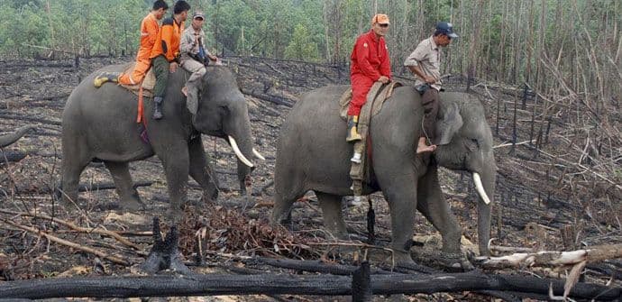 Slonovi-vatrogasci gase požare u Indoneziji (FOTO) Slonovi-vatrogasci gase požare u Indoneziji (FOTO)