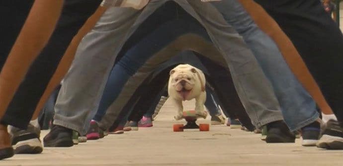 Buldog Oto vozi skejt i obara rekorde (VIDEO) Buldog Oto vozi skejt i obara rekorde (VIDEO)