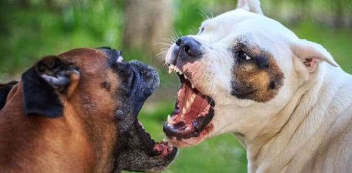 Je li vaš pas nasilnik? Je li vaš pas nasilnik?