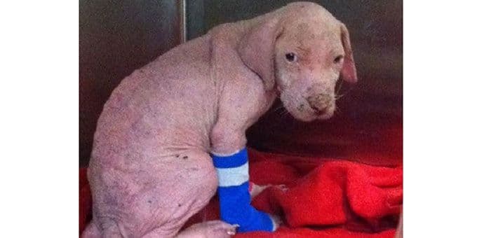 VIDEO: Štene pit bula ne prestaje da dijeli poljupce VIDEO: Štene pit bula ne prestaje da dijeli poljupce