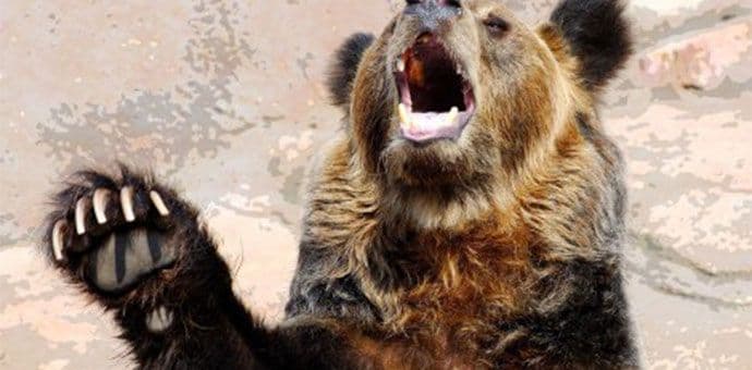 Zvijerka od 200 kilograma luta Banja Lukom Zvijerka od 200 kilograma luta Banja Lukom