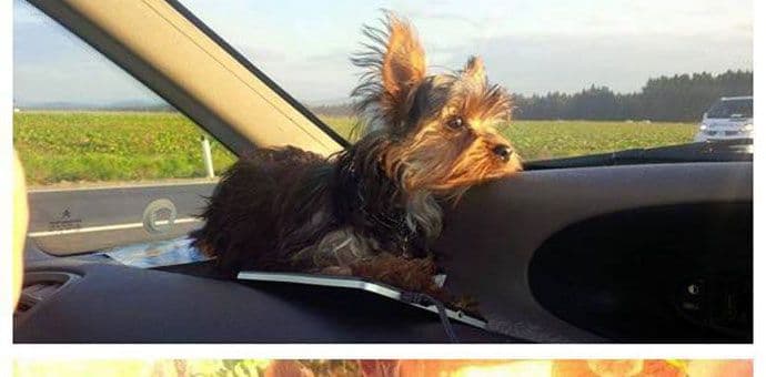 Nestao pas Koko, nalazaču nagrada 500 eura! Nestao pas Koko, nalazaču nagrada 500 eura!