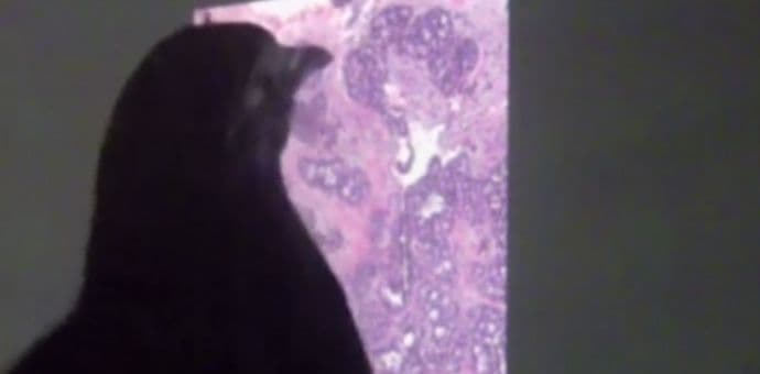 Golubovi mogu da uoče kancer na rezultatima mamograma Golubovi mogu da uoče kancer na rezultatima mamograma