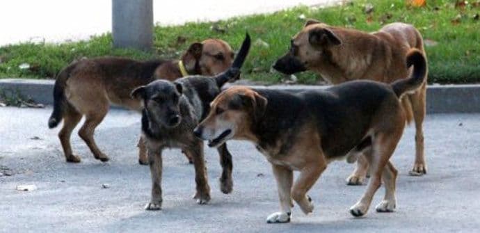 U Ulcinju otrovano na desetine pasa i mačaka U Ulcinju otrovano na desetine pasa i mačaka