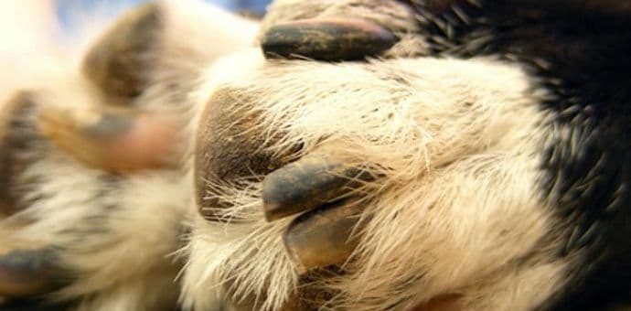 Koliko je važno zdravlje pasjih šapa? Koliko je važno zdravlje pasjih šapa?