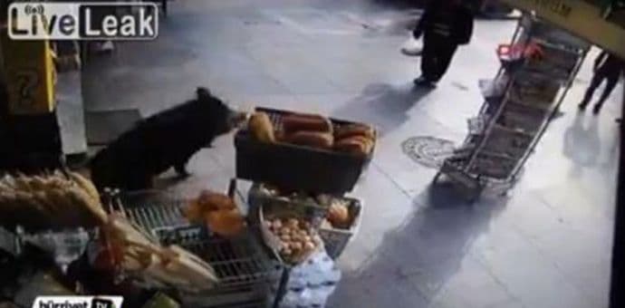 Divlji vepar jurio građane po Istanbulu Divlji vepar jurio građane po Istanbulu