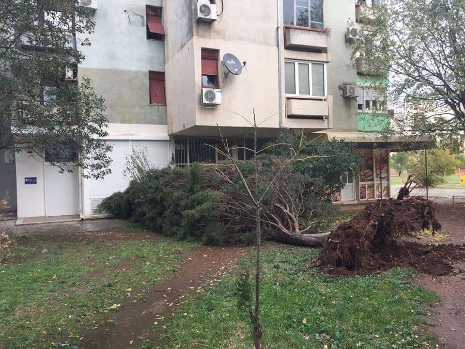 Vjetar čupao stabla u Bloku 5 Vjetar čupao stabla u Bloku 5