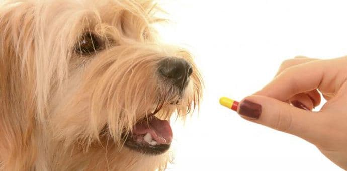 Kako pravilno i lako dati psu lijek? Kako pravilno i lako dati psu lijek?