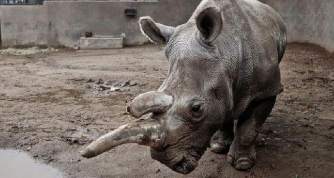 Ostala još samo tri bijela nosoroga na svijetu Ostala još samo tri bijela nosoroga na svijetu