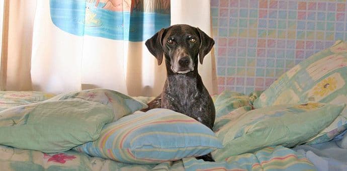 Koliko je dobro spavati zajedno sa psom Koliko je dobro spavati zajedno sa psom