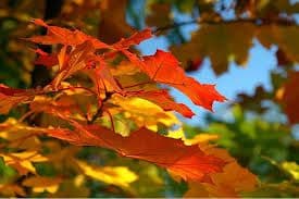 Popodne razvedravanje Popodne razvedravanje