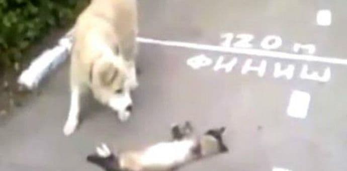 Mačka se pravi mrtva pred psom Mačka se pravi mrtva pred psom