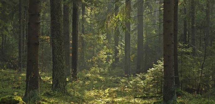 Rusija: Dezerter se više od deceniju krio u šumi Rusija: Dezerter se više od deceniju krio u šumi