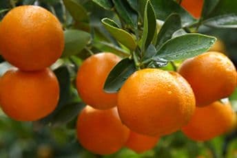 Mandarina jača imunitet i štiti od raka Mandarina jača imunitet i štiti od raka