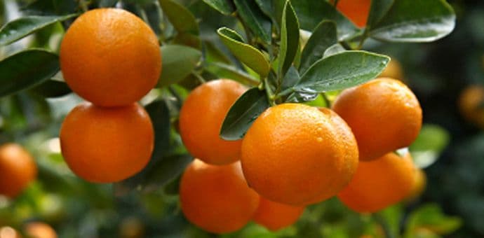 Maska od mandarine za sve tipove kože Maska od mandarine za sve tipove kože