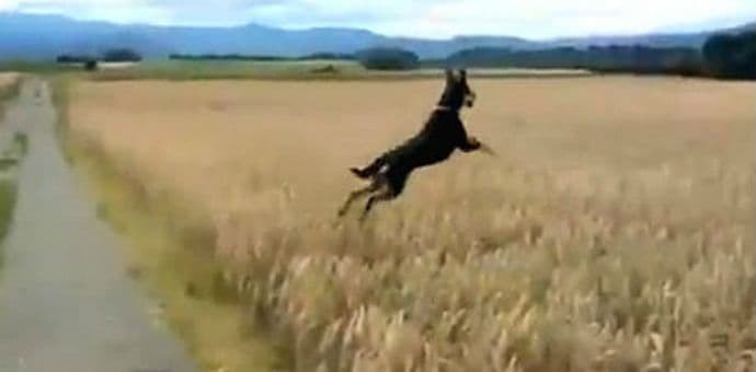 Kako izgleda pseća radost u najčistijem obliku? (VIDEO) Kako izgleda pseća radost u najčistijem obliku? (VIDEO)