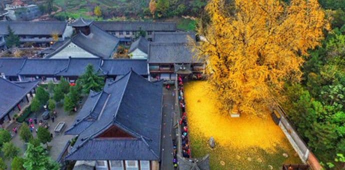 Drvo od 1.400 godina obojilo budistički hram u žuto Drvo od 1.400 godina obojilo budistički hram u žuto