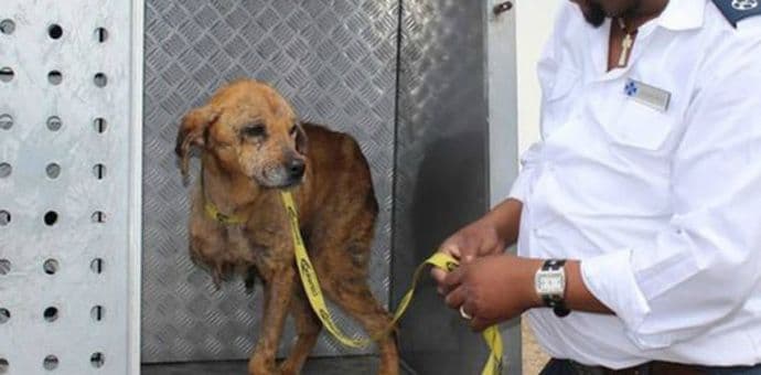 Lopovi su upali u kuću, napali porodicu, a ona je primila metak ispred njih! Lopovi su upali u kuću, napali porodicu, a ona je primila metak ispred njih!