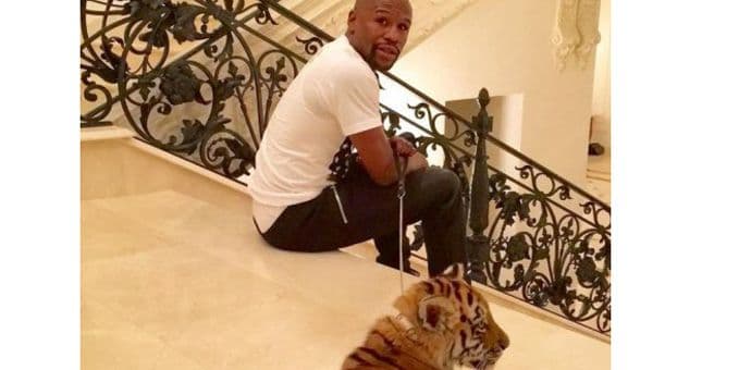 Flojd Mejveder šeta tigra po Moskvi! Flojd Mejveder šeta tigra po Moskvi!