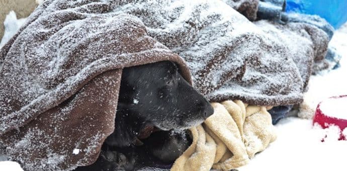 Pomozimo im da prežive zimu Pomozimo im da prežive zimu