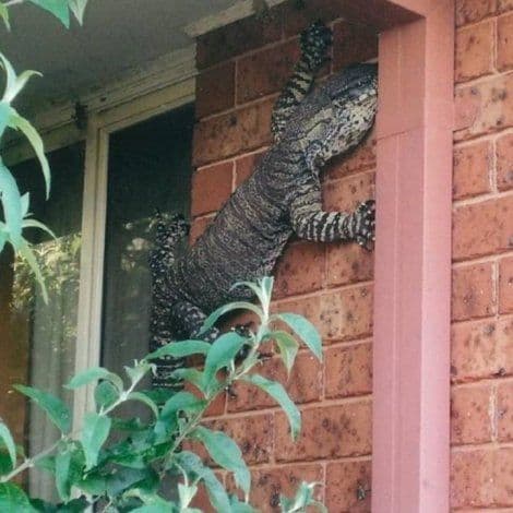 Kad džinovski gušter pokuca na vrata… Kad džinovski gušter pokuca na vrata…
