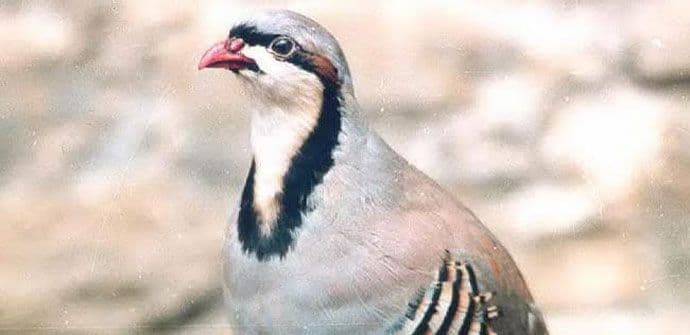 CZIP: Italijan pokušao da prenese 20 ubijenih jarebica na prelazu Luka Bar CZIP: Italijan pokušao da prenese 20 ubijenih jarebica na prelazu Luka Bar