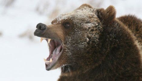 Medvjed napao lovca na Tari Medvjed napao lovca na Tari