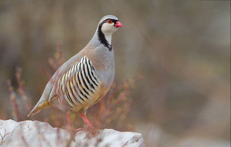 CZIP pozdravlja odluku o zabrani lova na jarebice CZIP pozdravlja odluku o zabrani lova na jarebice