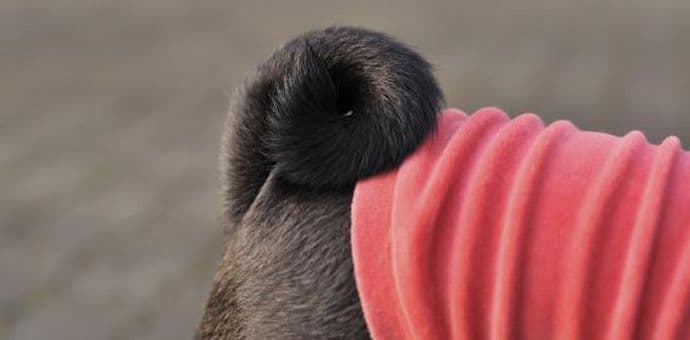 Šta vam pas govori repom? Šta vam pas govori repom?