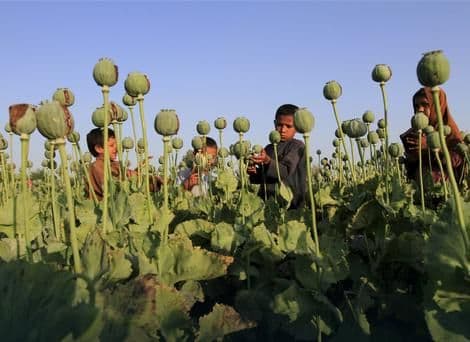 UN: Proizvodnja opijuma u Avganistanu opala za 50 odsto UN: Proizvodnja opijuma u Avganistanu opala za 50 odsto