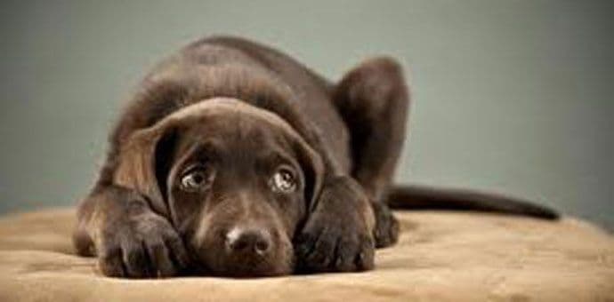 Svake godine od srčanog udara od petardi ugine 5.000 ljubimaca Svake godine od srčanog udara od petardi ugine 5.000 ljubimaca