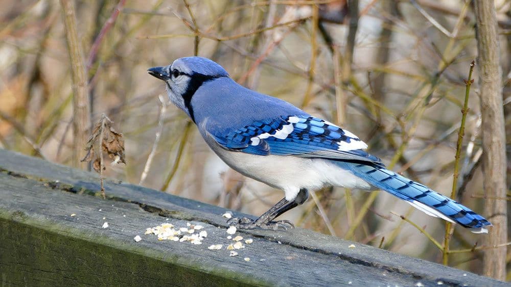 George Monbiot : Opstanak George Monbiot : Opstanak