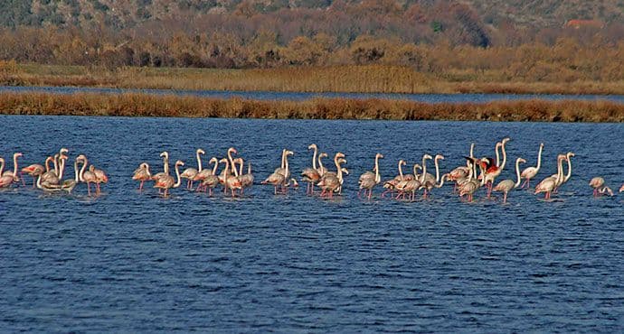 Ornitolozi prebrojali oko 500 flamingosa na Solani Ornitolozi prebrojali oko 500 flamingosa na Solani