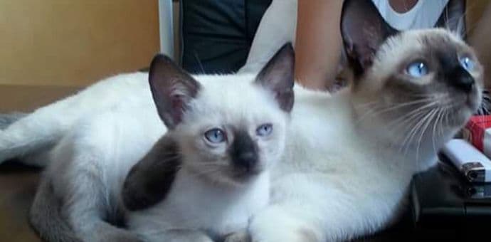 Mačori Simo i Boško nestali na Zabjelu Mačori Simo i Boško nestali na Zabjelu