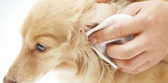 Zašto je sve jabukovo sirće blagotvorno za vašeg psa? Zašto je sve jabukovo sirće blagotvorno za vašeg psa?