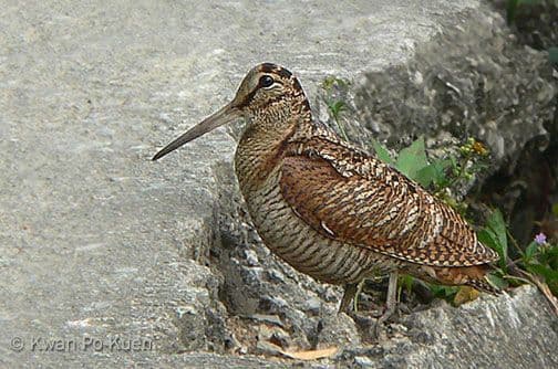 Nesvakidašnji događaj: Barski carinici spriječili šverc ptica Nesvakidašnji događaj: Barski carinici spriječili šverc ptica