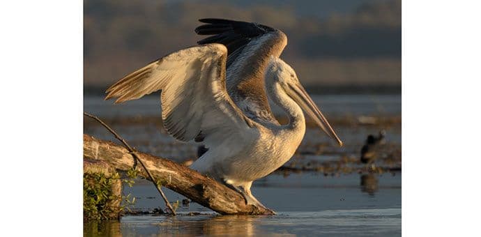 VIDEO: Pogledajte film o pelikanima na Skadarskom jezeru sa "National Geographic"-a VIDEO: Pogledajte film o pelikanima na Skadarskom jezeru sa "National Geographic"-a