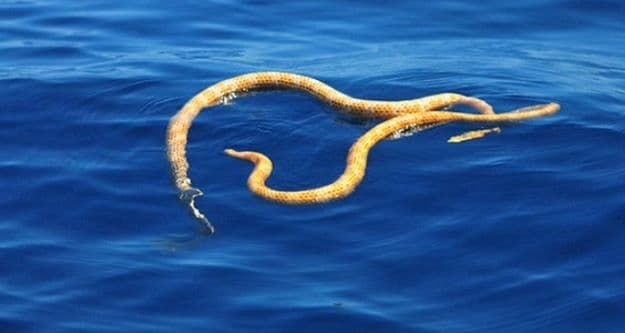 U Australiji otkrili „izumrle“ otrovne morske zmije U Australiji otkrili „izumrle“ otrovne morske zmije