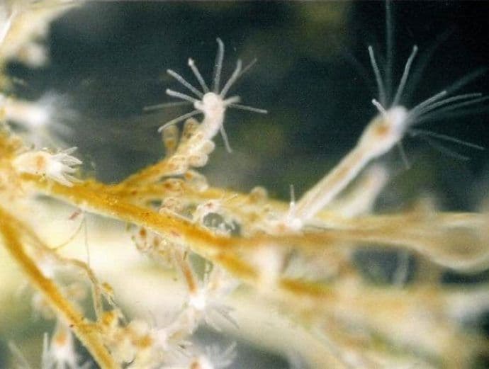 Potvrđeno da u Jadranu živi posebna vrsta meduza Potvrđeno da u Jadranu živi posebna vrsta meduza