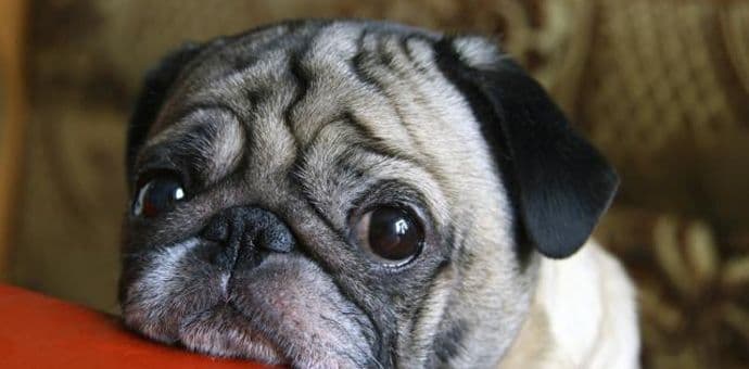 Kad ljubimce muči tuga Kad ljubimce muči tuga