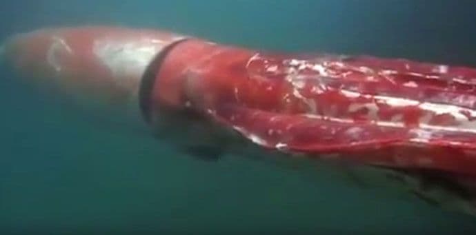 VIDEO: Pogledajte rijedak snimak monstruma iz okeanskih dubina VIDEO: Pogledajte rijedak snimak monstruma iz okeanskih dubina