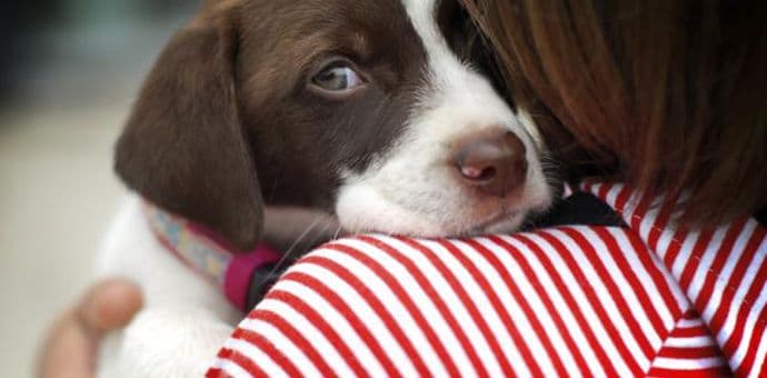 Kako zaštititi ljubimce od petardi? Kako zaštititi ljubimce od petardi?