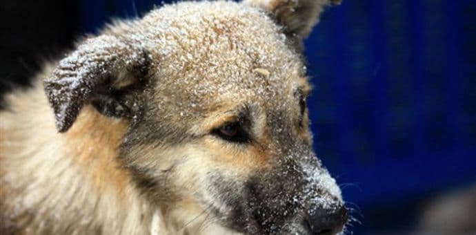 Pet načina da pomognete napuštenim životinjama u hladnim danima Pet načina da pomognete napuštenim životinjama u hladnim danima
